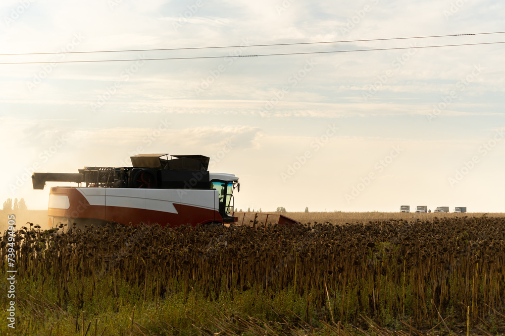 Fototapeta premium Combine harvester harvesting ripe sunflower at sunset.