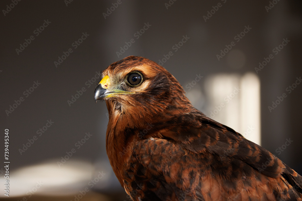 Fototapeta premium Common Harrier (Circus pygargus) young bird, head close-up 