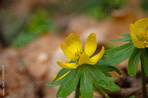 beautiful flowering winter aconite flowers in a forest