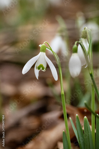 beautiful wild snowdrop flowers in a forest