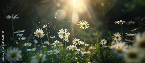 banner field with daisies, petals illuminated by the sun, blossom, concept spring, summer