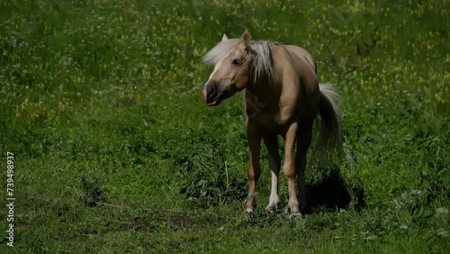Golden Palomino Horse Browsing in a Field of Wildflowers. A golden palomino horse browses peacefully among wildflowers on a sunny day. photo
