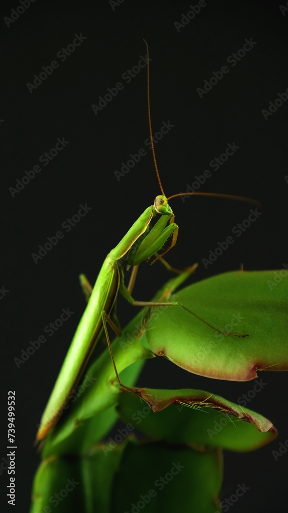 Mantis in leaves on black background. Mantis disguise under plant foliage and shape of leaves of plant. Natural camouflage of mantis. Close up of mantis insect. Mantis in leaves on black background. Mantis disguise under plant foliage and shape of leaves of plant. Natural camouflage of mantis. Close up of mantis insect.