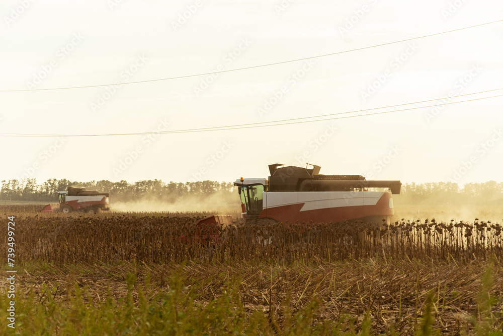 Combine harvester harvesting ripe sunflower at sunset. Combine harvester harvesting ripe sunflower at sunset.