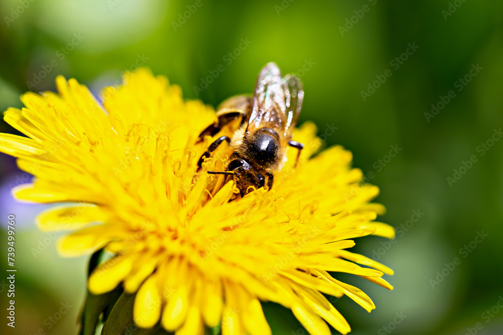 Honey bee on beautiful yellow dandelion close up on green background. Nature and animals. Natural organic products. Beautiful background for your design with copy space Honey bee on beautiful yellow dandelion close up on green background. Nature and animals. Natural organic products. Beautiful background for your design with copy space
