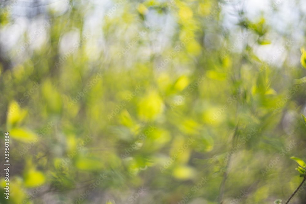Blurred natural green spring and summer bokeh background Blurred natural green spring and summer bokeh background