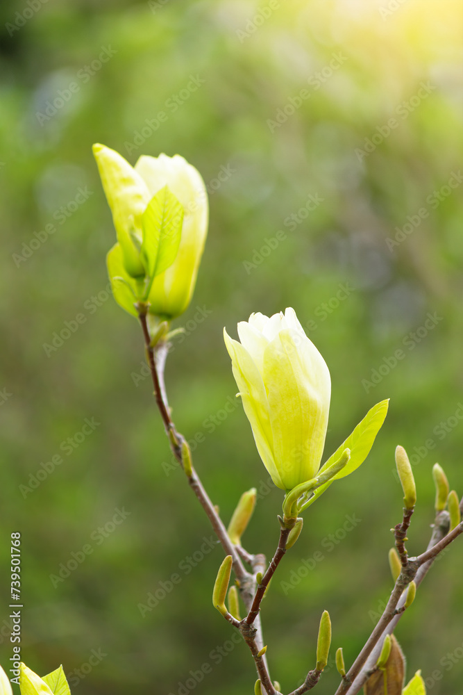 Yellow magnolia blooming in spring with soft sunlight and blurred background, springtime. Yellow magnolia blooming in spring with soft sunlight and blurred background, springtime.