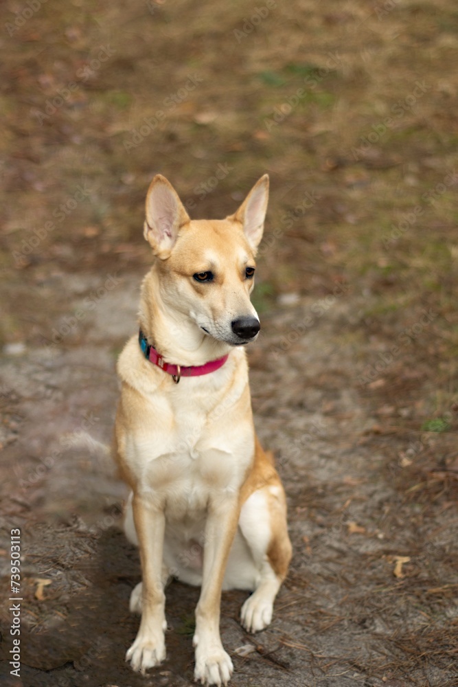 portrait of a dog