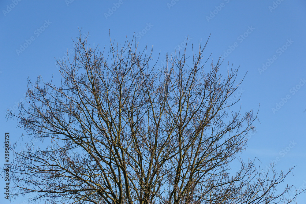 Plants and trees colouring the fields and woodland around Hertfordshire in the south east of England just outside the city of London Plants and trees colouring the fields and woodland around Hertfordshire in the south east of England just outside the city of London