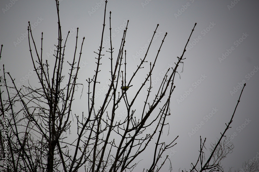 Fototapeta premium Plants and trees colouring the fields and woodland around Hertfordshire in the south east of England just outside the city of London