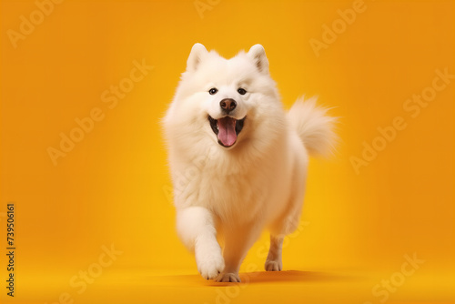 Joyful Fluffy Companion: A Banner of Happiness on Vibrant Orange