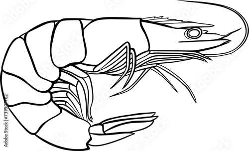 shrimp outline vector illustration