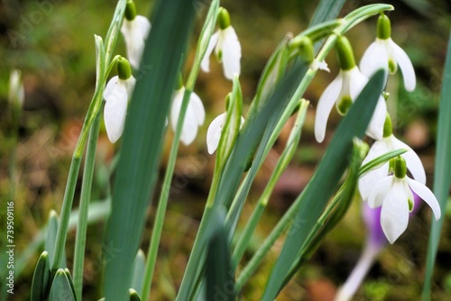 Schneegl  ckchen im garten am Morgen im Fr  hling