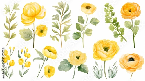 Vector watercolor ranunculus and leaves set photo