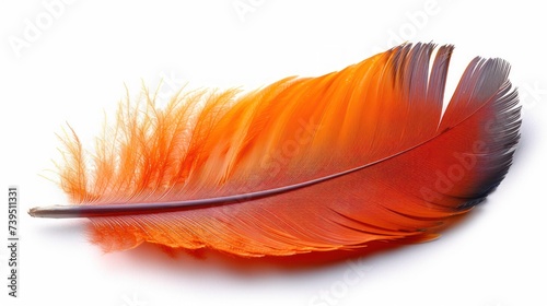 Beautiful orange bird feather