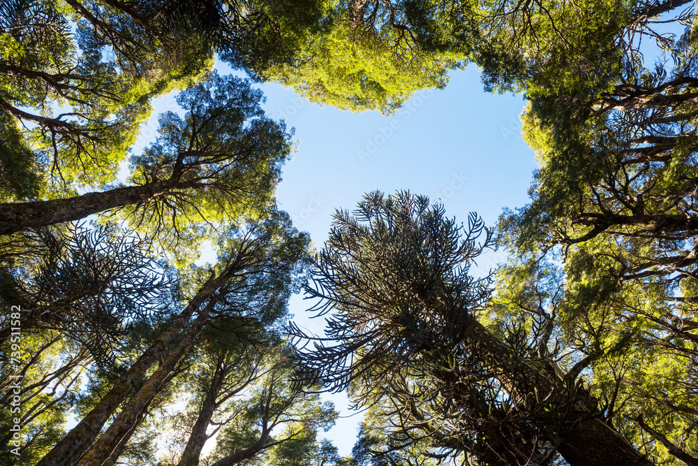 Fototapeta premium Araucaria
