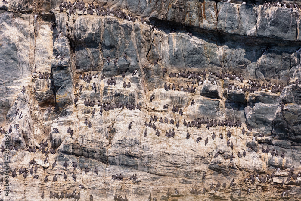 Hundreds of sea birds on the rocky cliffs of South Stack Cliffs Nature Reserve in Anglesey North Wales