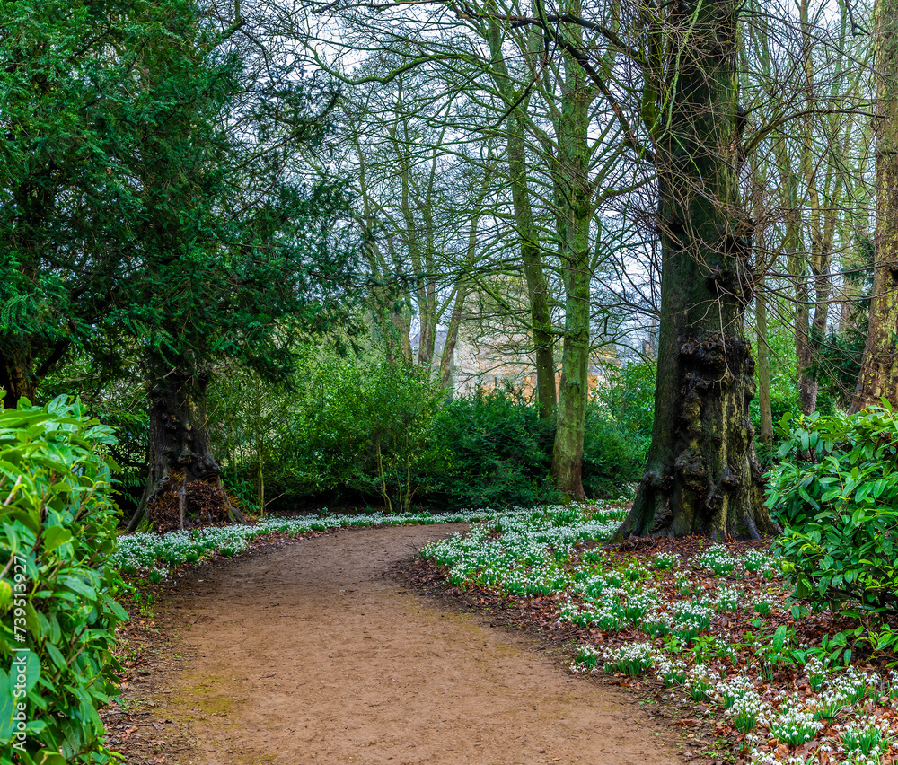 Fototapeta premium A view of snowdrops lining a path through a wood in the village of Lamport, Northamptonshire, UK on a winter's day