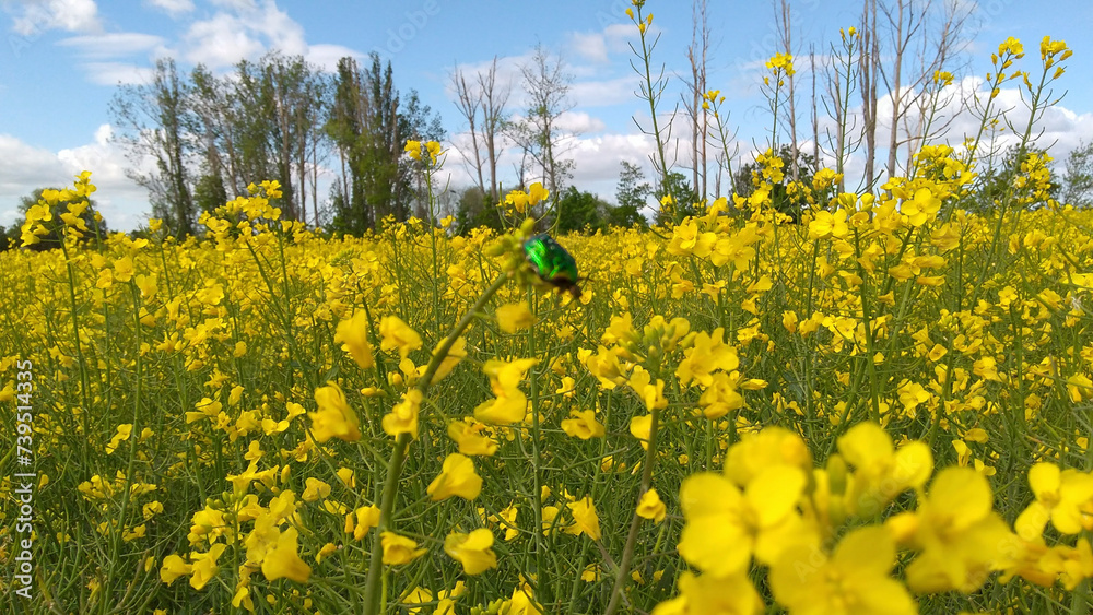 Fototapeta premium A field of yellow colza with a blue sky and white clouds
