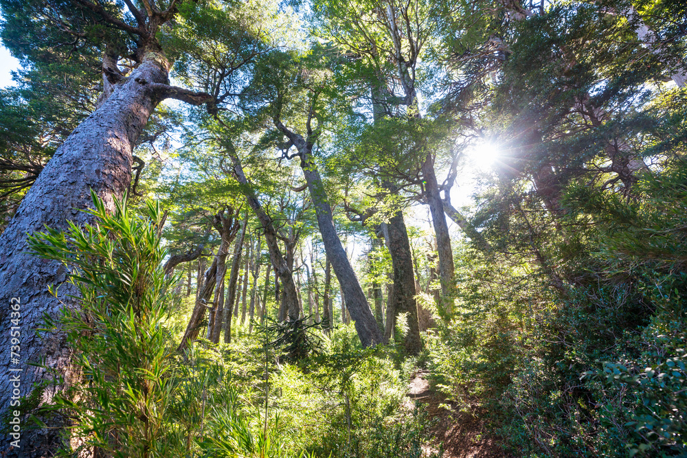 Fototapeta premium Green forest
