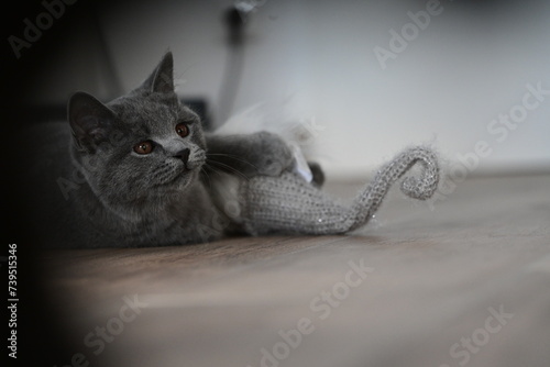 Wohnungskatze. Süße British Kurzhaar Katze spielt in der Wohnung photo