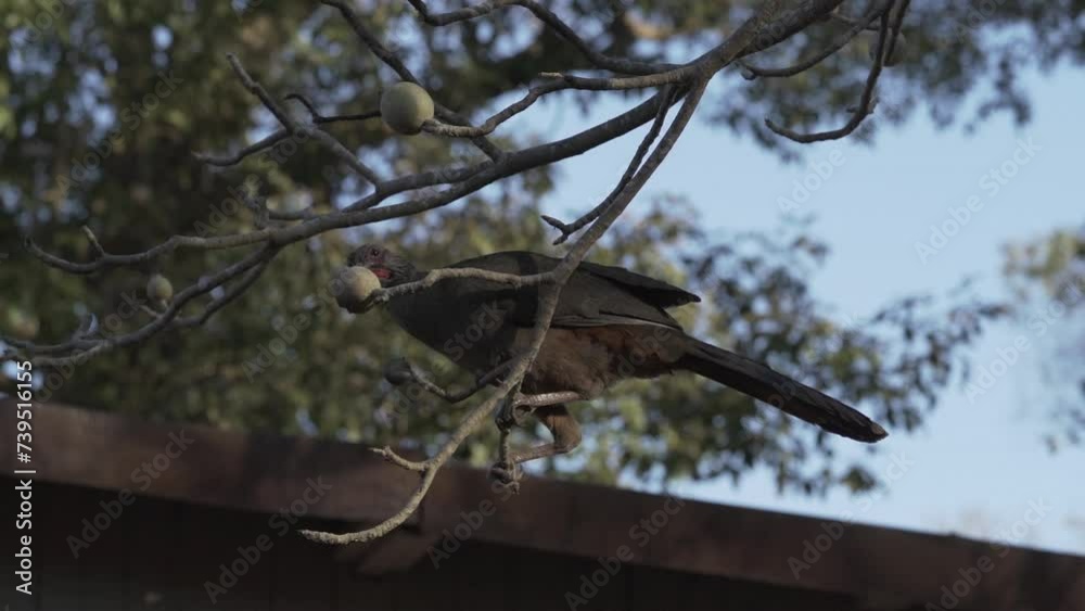 Exotic birds of the Pantanal. The Chaco chachalaca, Ortalis canicollis