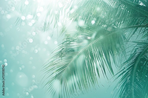 palm tree and beach background