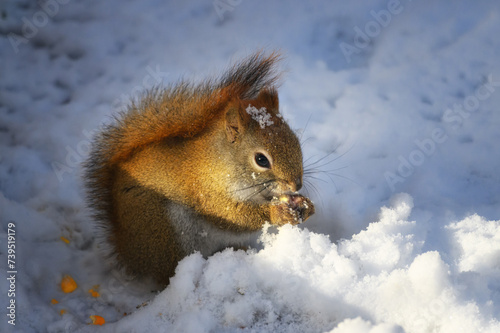 A small red squirrel in the snow eating corn in our yard in Windsor after a winter storm drops 6 inches of fluffy snow.  Cure rodent has snow on head from digging into snow for food. photo