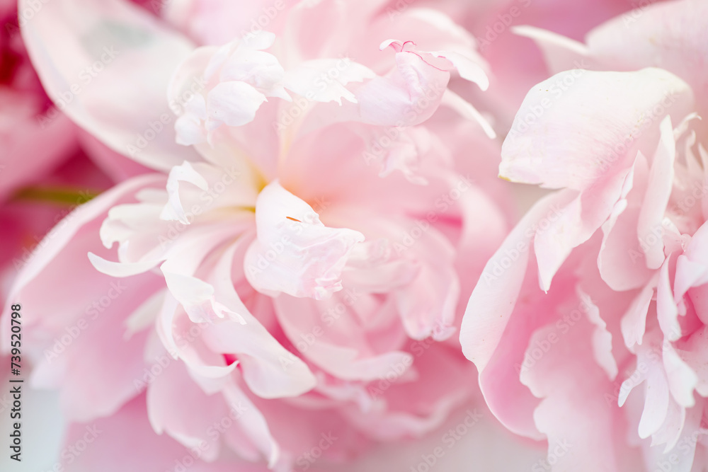 Fresh peony flowers, pink and vibrant, beautifully arranged on a white table. Top view and space for your text.