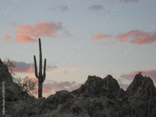 scenic photo of Organ Pipe Cactus reserve in Arizona © Kathy