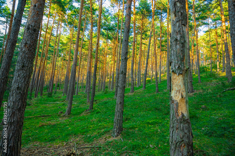 Beautiful summer forest with different trees. Pine forest beautiful background.