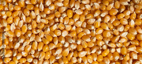 Fotografie Yellow raw unpopped popcorn kernels