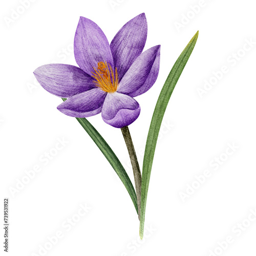 crocus flower in lilac color, drawn in watercolor, isolated on white. Hand drawn botanical illustration. Elements for cards, logos, prints, wedding design.