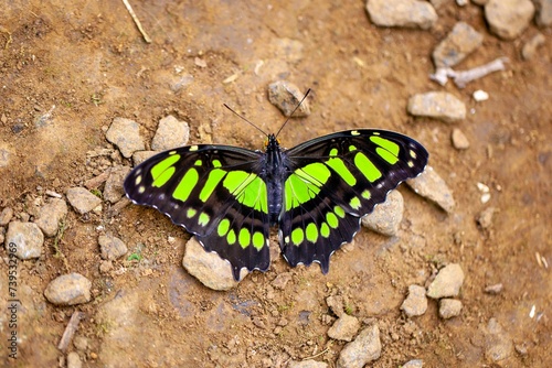 Malachite butterfly, Siproeta stelenes