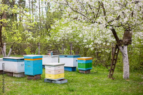 Beehives in the garden in springtime. Beekeeping concept.