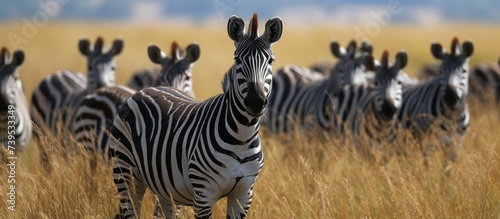 A beautiful herd of zebras grazing on a vast field of lush green tall grass under the bright sunlight