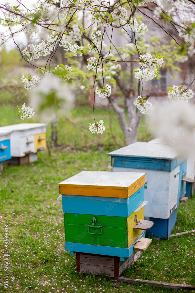 Beehives in the garden with blooming cherry trees in spring Beehives in the garden with blooming cherry trees in spring