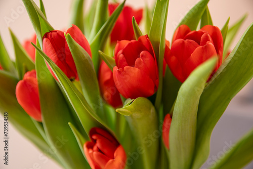 Czerwone tulipany, Red tulips #739534518