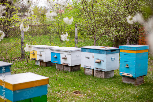 Beehives in the garden in spring. Beekeeping concept. © Maryna