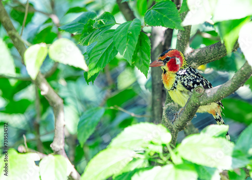 Red-and-yellow Barbet (Trachyphonus erythrocephalus) in Sub-Saharan Africa photo