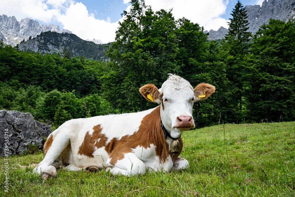 Alm-Idylle, Fleckvieh - Rind ruht sich aus auf einer Alm mit imposanten Bergen im Hintergrund. Alm-Idylle, Fleckvieh - Rind ruht sich aus auf einer Alm mit imposanten Bergen im Hintergrund.