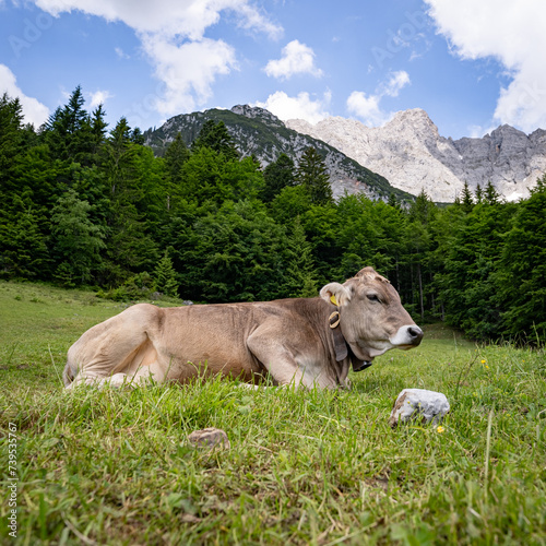 Alm-Idylle, eine Braunvieh-Kuh mit Kuhglocke ruht auf einer Alm mit imposanten Bergen im Hintergrund.