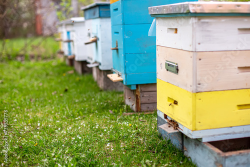Colorful wooden beehives in an apiary in springtime photo