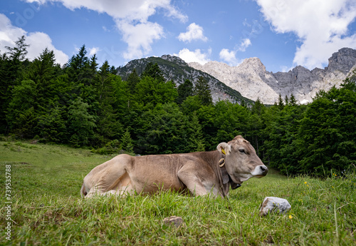 Alm-Idylle, eine Braunvieh-Kuh mit Kuhglocke ruht auf einer Alm mit imposanten Bergen im Hintergrund.