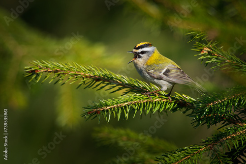 Firecrest - Regulus ignicapilla small forest bird with the yellow crest singing in the dark forest, very small passerine bird in the kinglet family. Spruce green forest and branch photo