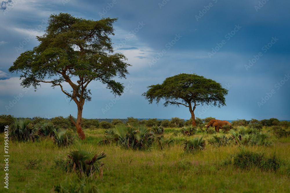 Obraz premium African Bush Elephant - Loxodonta africana lonely elephant standing under the lonely tree in green savannah during rainy season, blue sky in Uganda and Congo