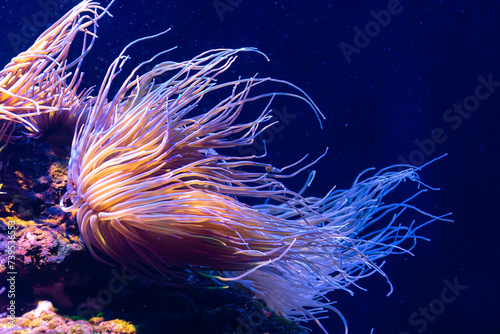 Orange anemone tentacles flowing in the current