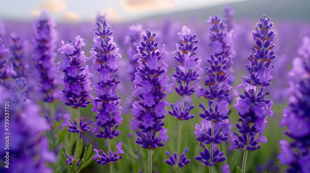 Obraz premium The picturesque thickets of lavender, spread to the horizon, like a purple carpet in purple ton
