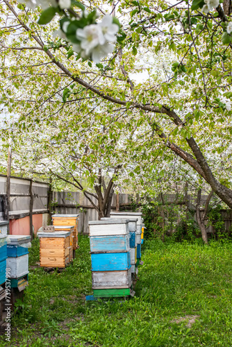 Beehives in the garden with blooming apple trees and bees