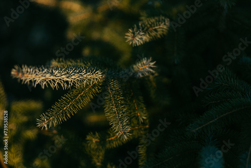 a pine tree  a Christmas tree  is illuminated by the rays of the setting sun